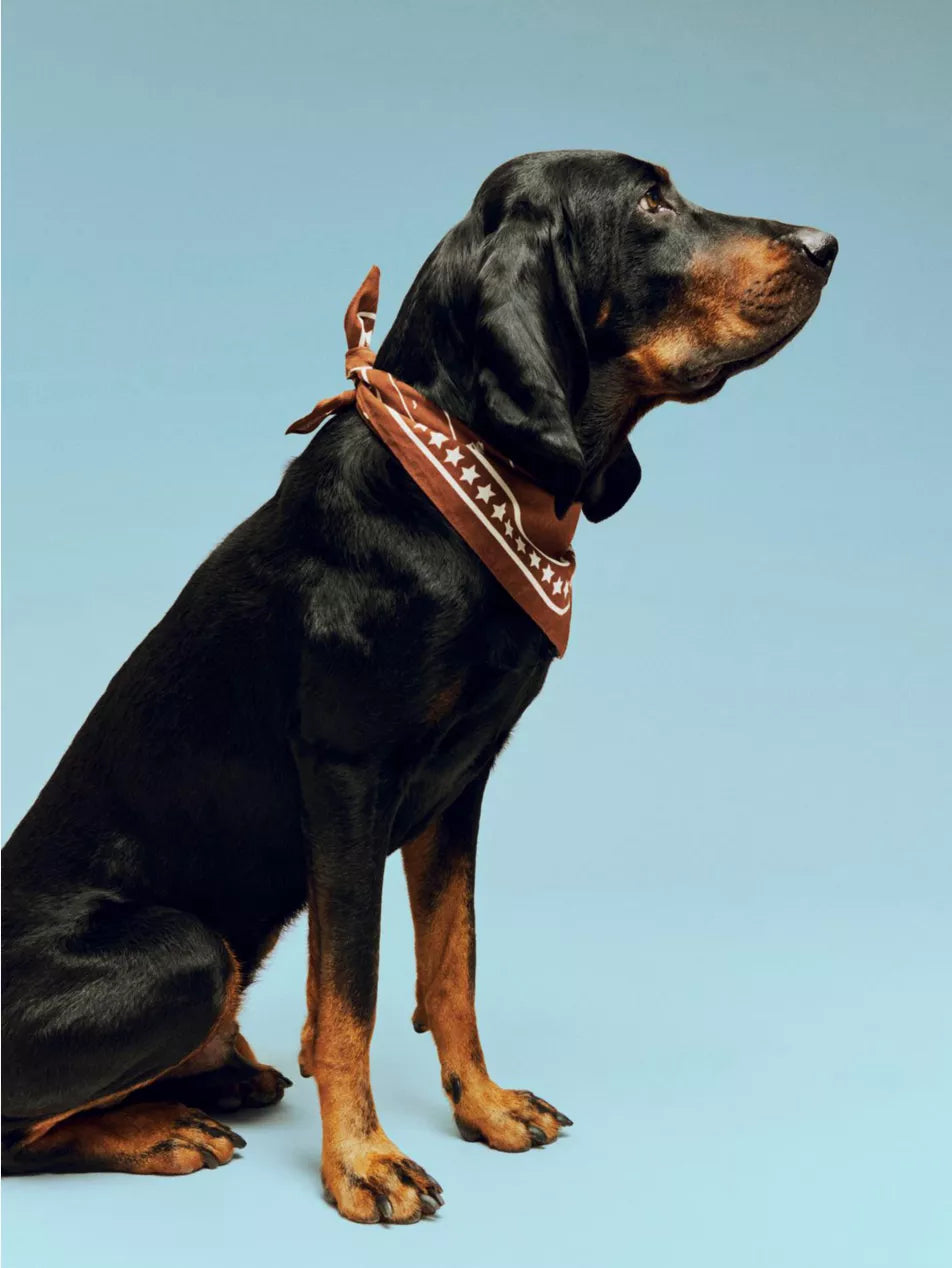 HAY x Holly Golightly Printed Cotton Dog Scarf