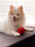 ST.PIA Polka-Dot Dog And Cat Ball